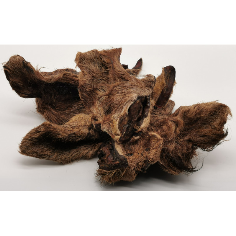 Oreille de chameau friandise naturelle chien Oreille de chameau friandise naturelle chien