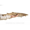 Roussette (mini requin) séchée Friandise naturelle chien