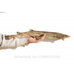 Roussette (mini requin) séchée Friandise naturelle chien