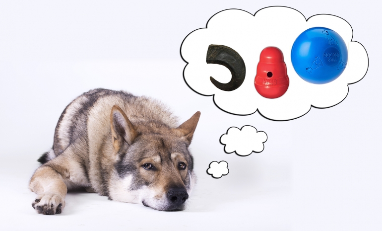 Chien destructeur : Que faire ?